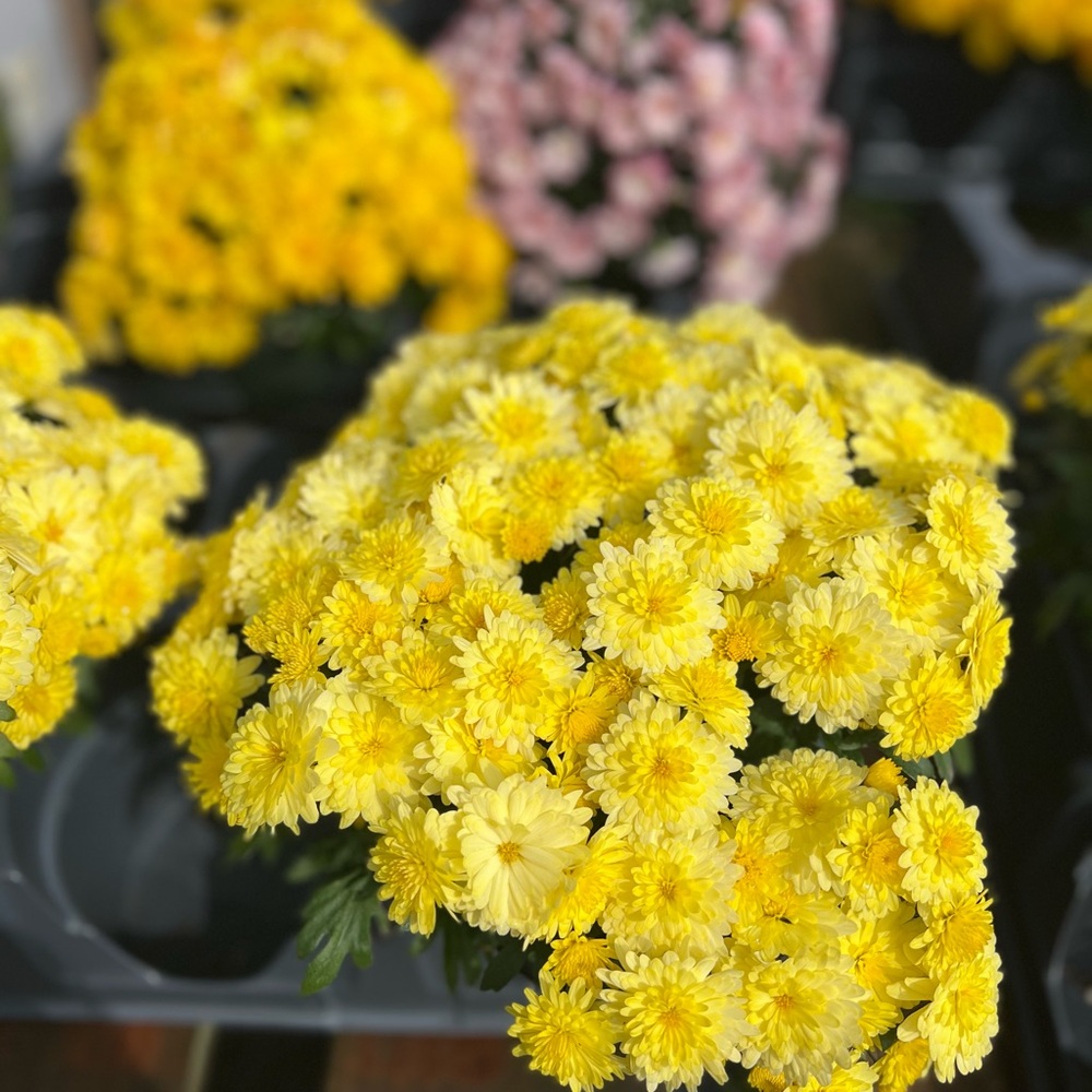 Meet your Posher, Lissa